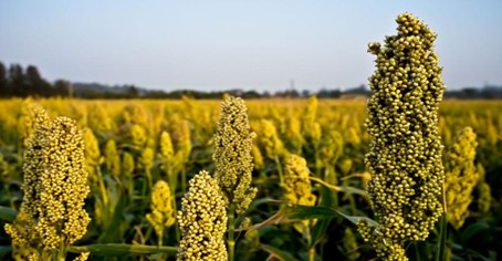 Champ de sorgho cultivé en Afrique — GFS Africa